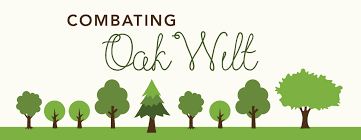 oak wilt combat.png